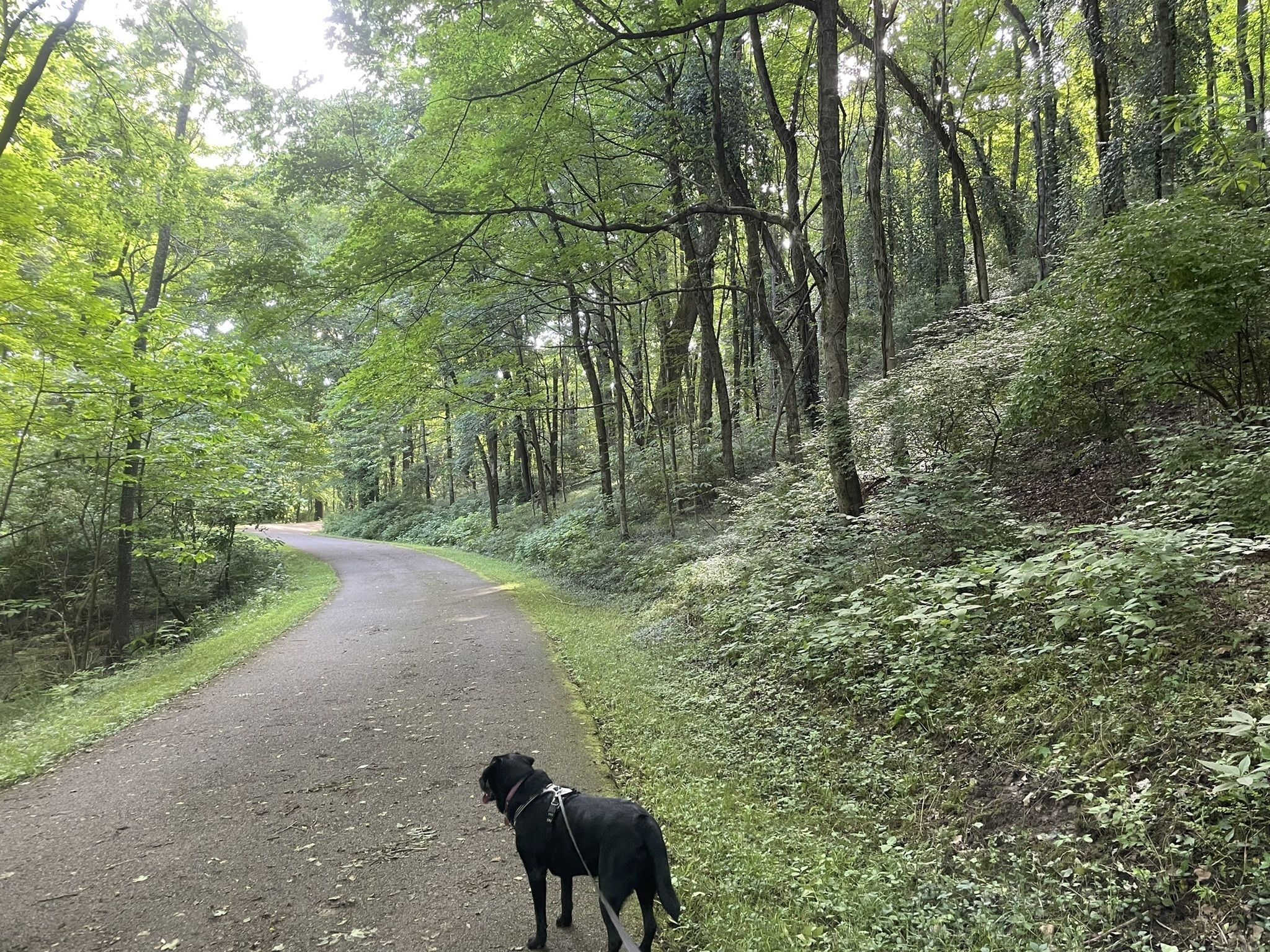 Top dog walks near clearance me