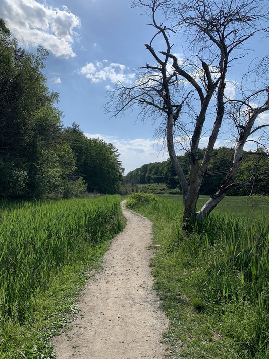 Best dog friendly trails in Portland - Wowpetsmart