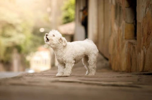 How to Stop a Dog from Barking? - Wowpetsmart