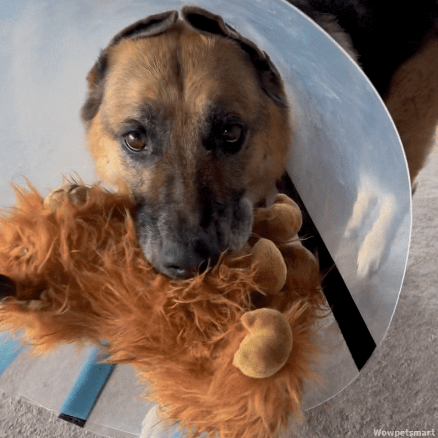 Calming Highland Cow Toy - Wowpetsmart