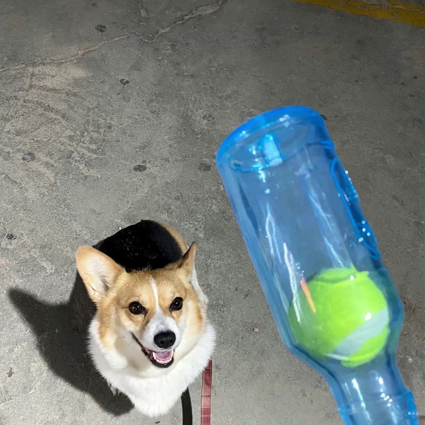 ChewGuard⢠- Chew Bottle Toy - Wowpetsmart
