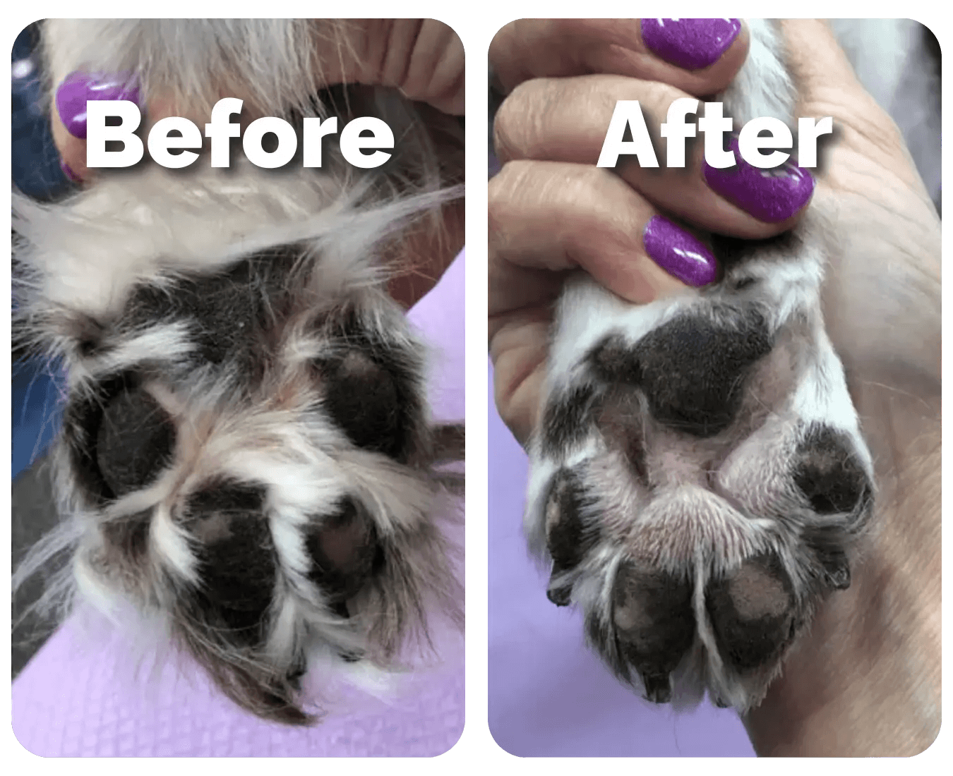 SereniTrim™ - Pet Precision Trimmer - Wowpetsmart