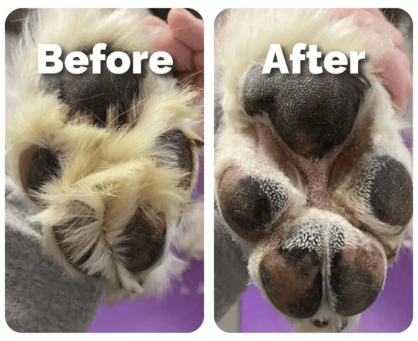 SereniTrim™ - Pet Precision Trimmer - Wowpetsmart