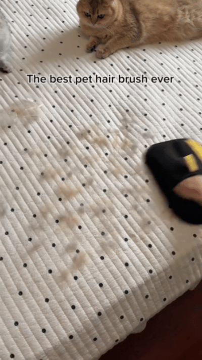 Pet hair remover Electrostatic gloves – Wowpetsmart