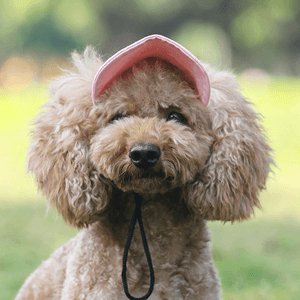 Outdoor Sun Protection Hood For Dogs - Wowpetsmart