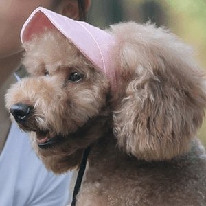 Outdoor Sun Protection Hood For Dogs - Wowpetsmart