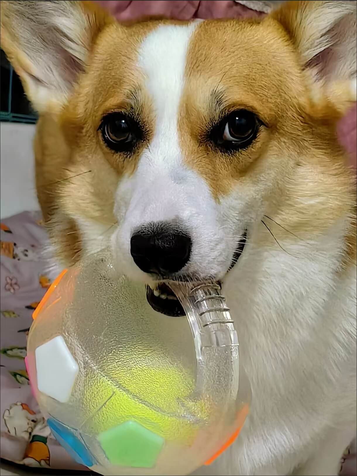 PawKick™ Durable Soccer Toy – Bouncy, Bite - Resistant & Fun - Wowpetsmart