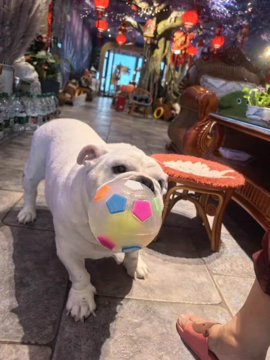 PawKick™ Durable Soccer Toy – Bouncy, Bite - Resistant & Fun - Wowpetsmart