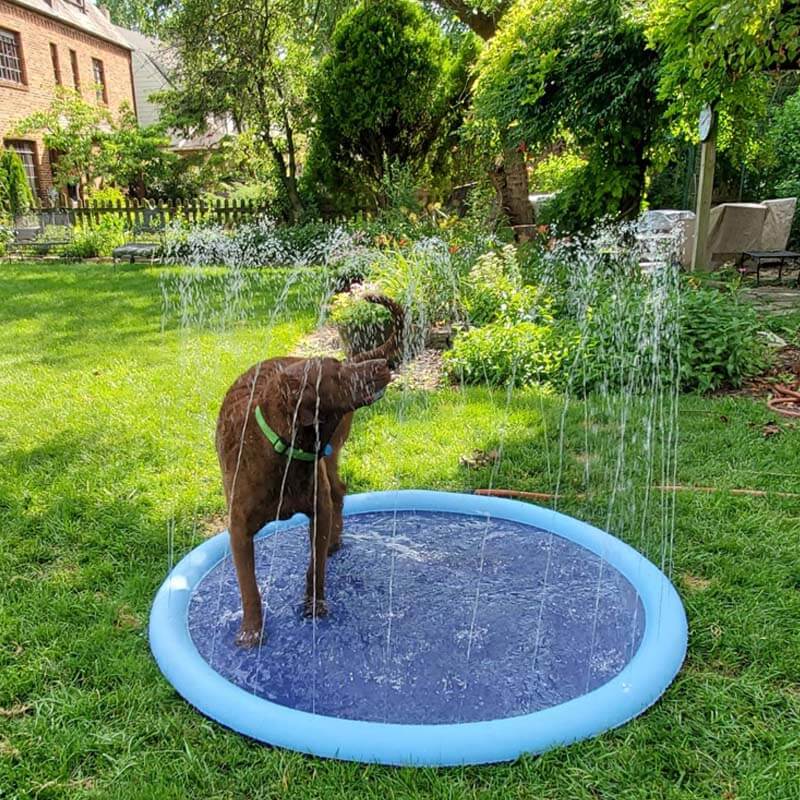 Splash Pad - Endless Doggy Summer Fun! - Wowpetsmart