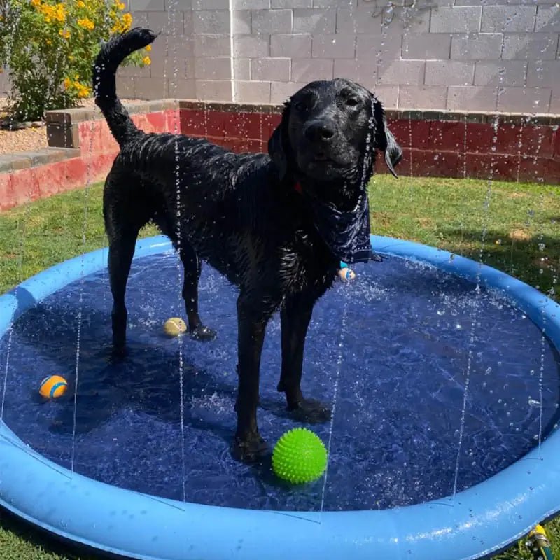 Splash Pad - Endless Doggy Summer Fun! - Wowpetsmart