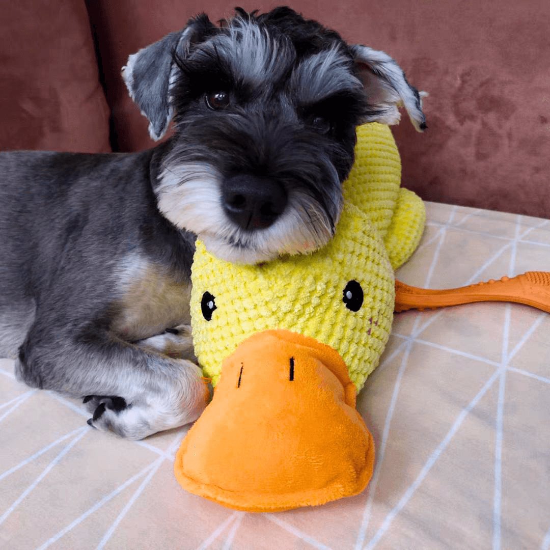 Calming Duck Toy by Wowpetsmart® - Wowpetsmart