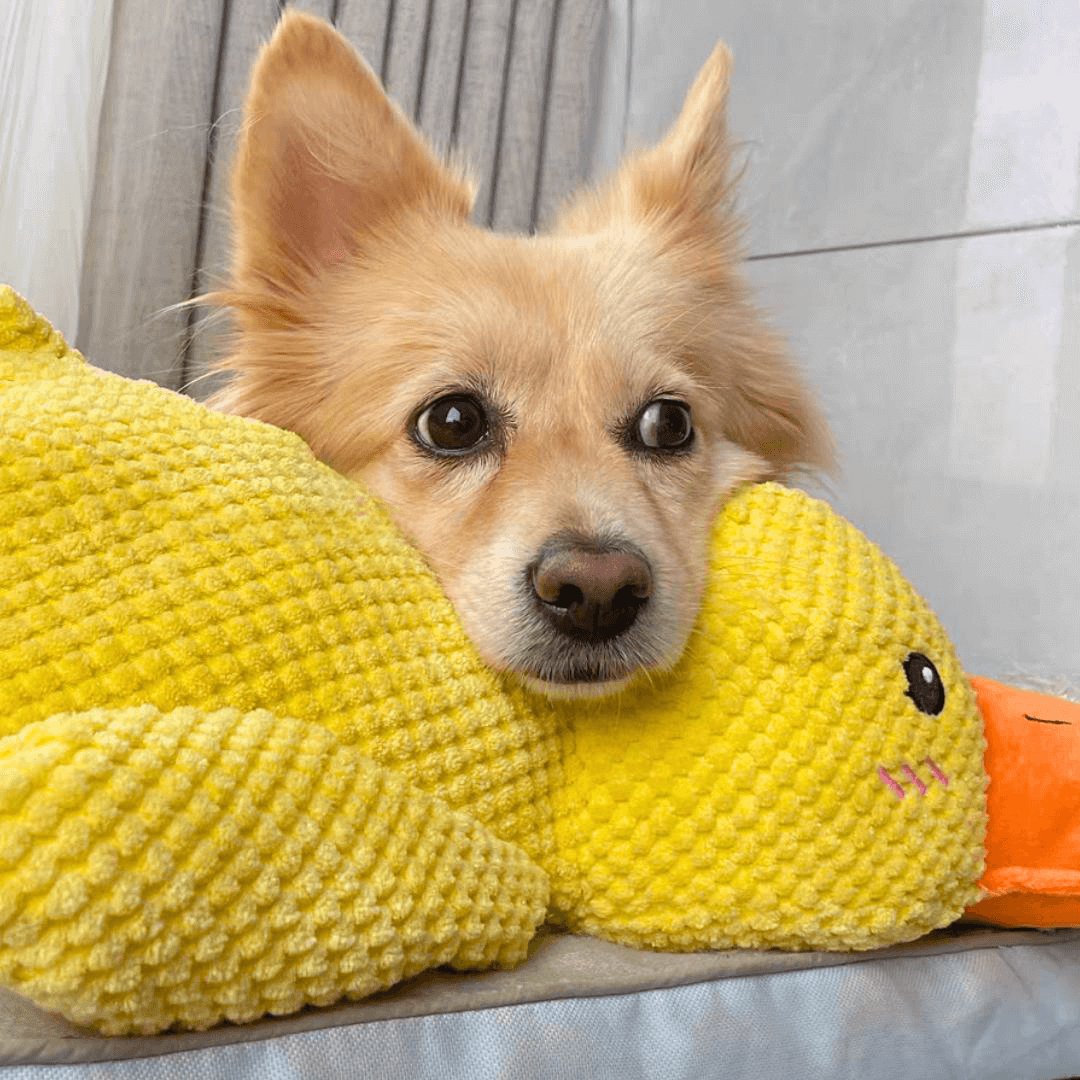 Calming Duck Toy by Wowpetsmart® - Wowpetsmart