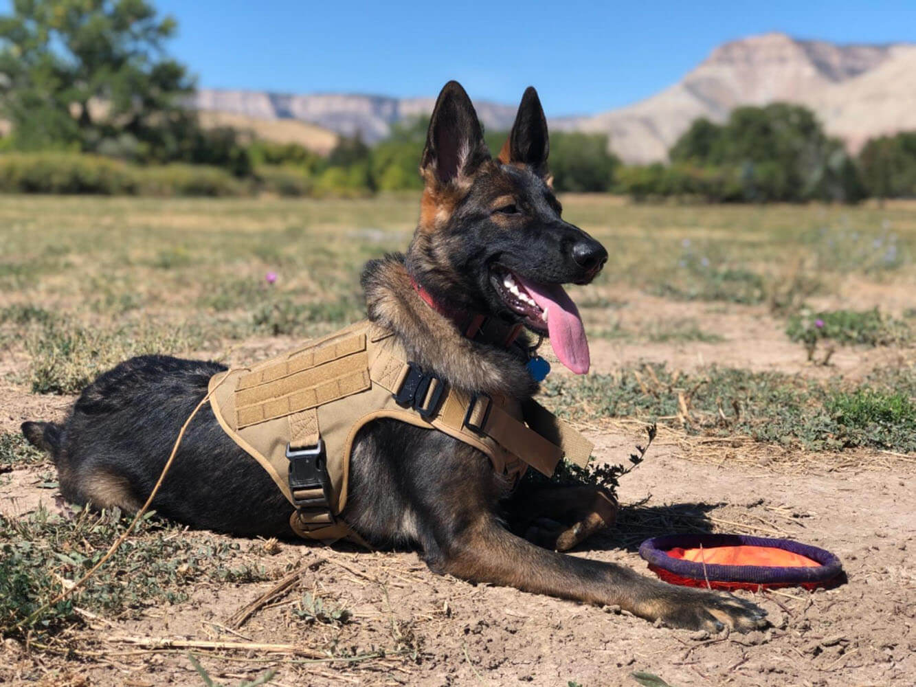 k9 Tactical Dog Harness - Wowpetsmart