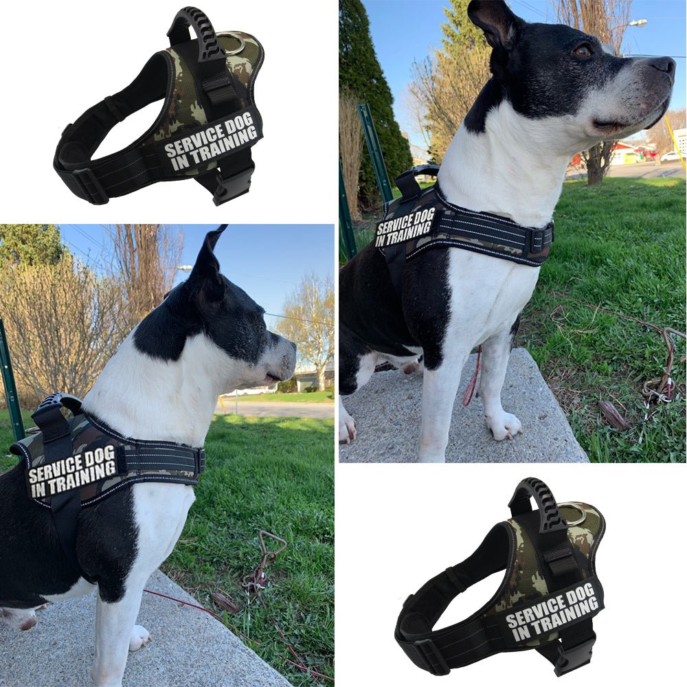 Personalized Dog Harness - Wowpetsmart