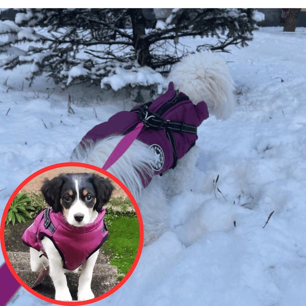 Wowpetsmart® - Waterproof Winter Dog Jacket with Built-in Harness - Wowpetsmart